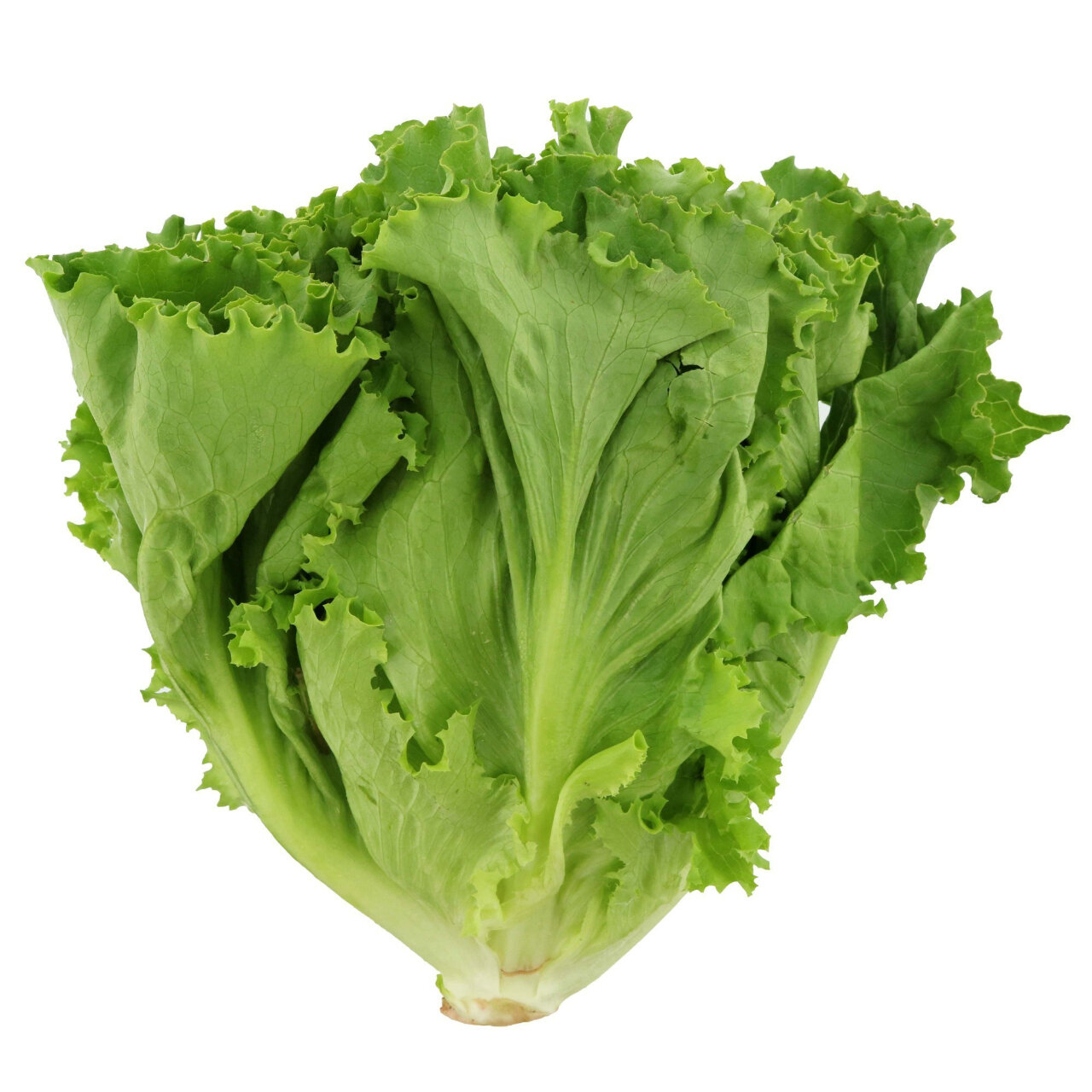 Produce_Green_Leaf_Lettuce