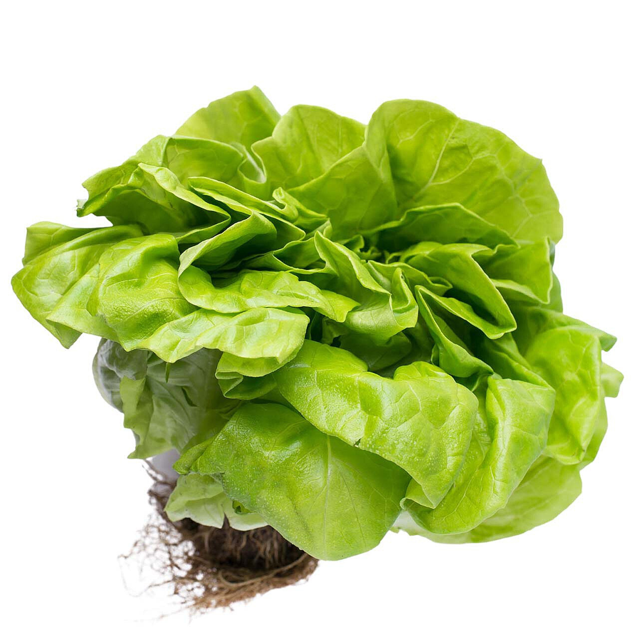 Produce_Lettuce_Boston