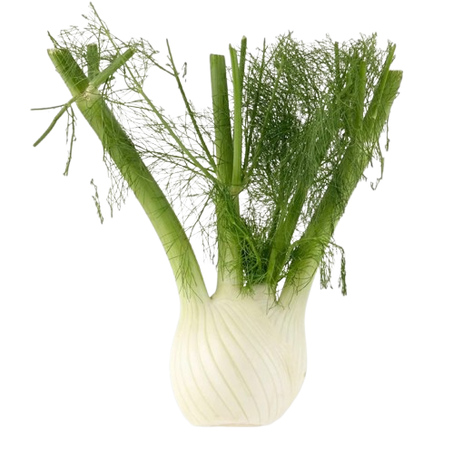 Produce_Fennel thumbnail