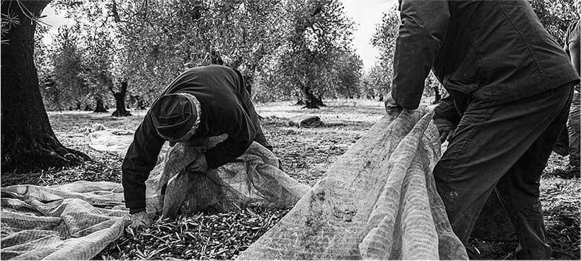 Workers harvesting olives in olive groves in Italy.